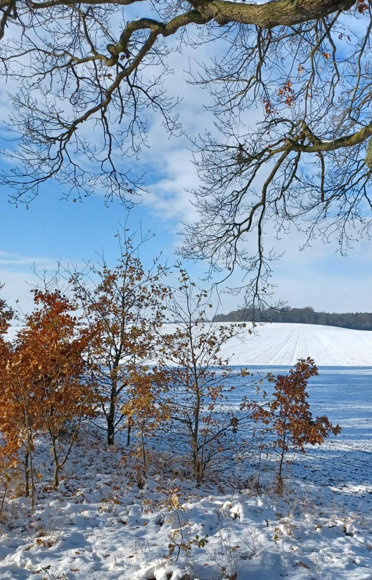 Вилла Waldblick Cavertitz Экстерьер фото